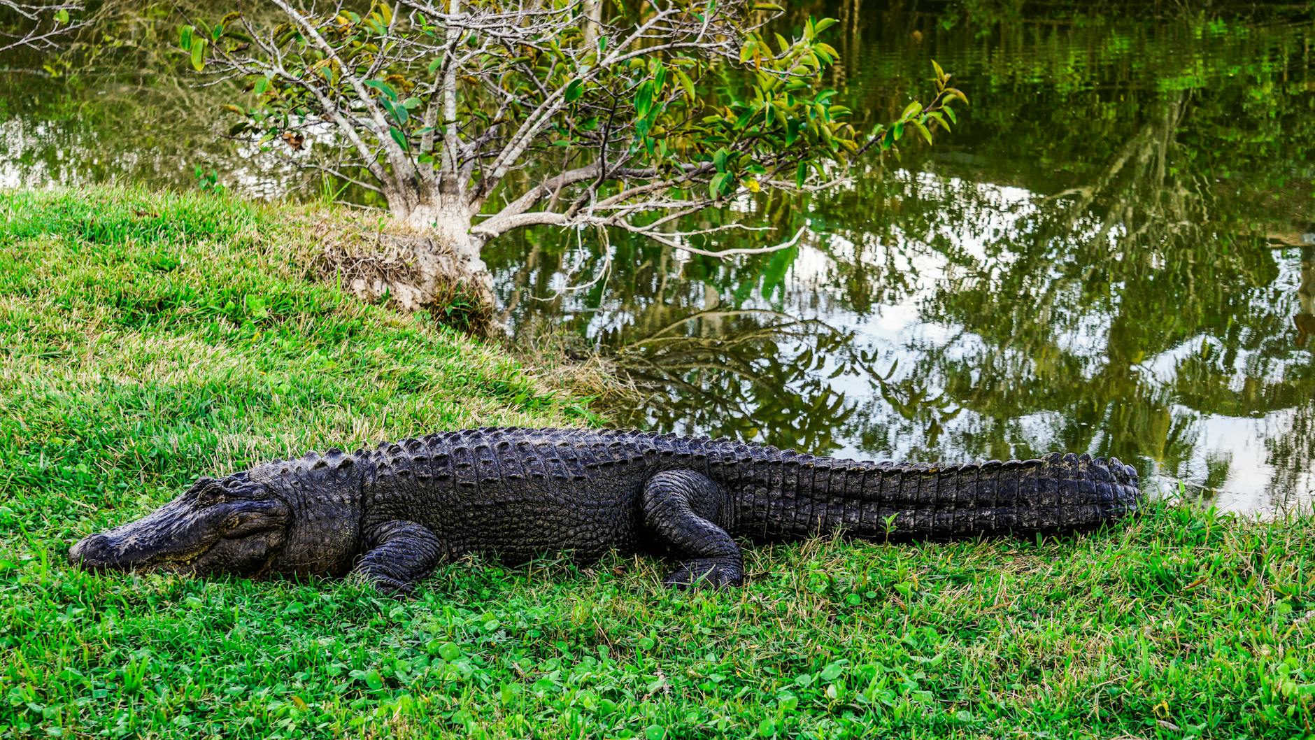 Alligator and airboat experience at Gatorland, a unique thing to do in Orlando besides theme parks