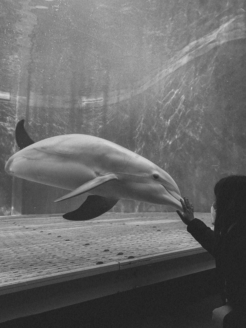 Marine life encounters at SeaWorld Orlando including dolphins and sea lions