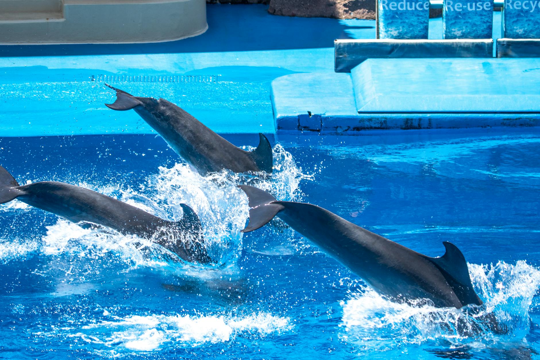 SeaWorld Orlando marine theme park featuring roller coasters and ocean animal encounters
