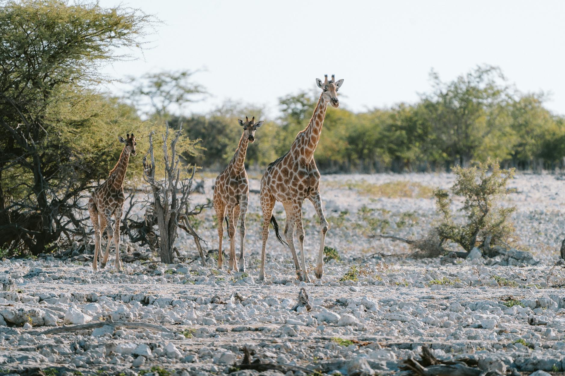 African safari giraffe lion