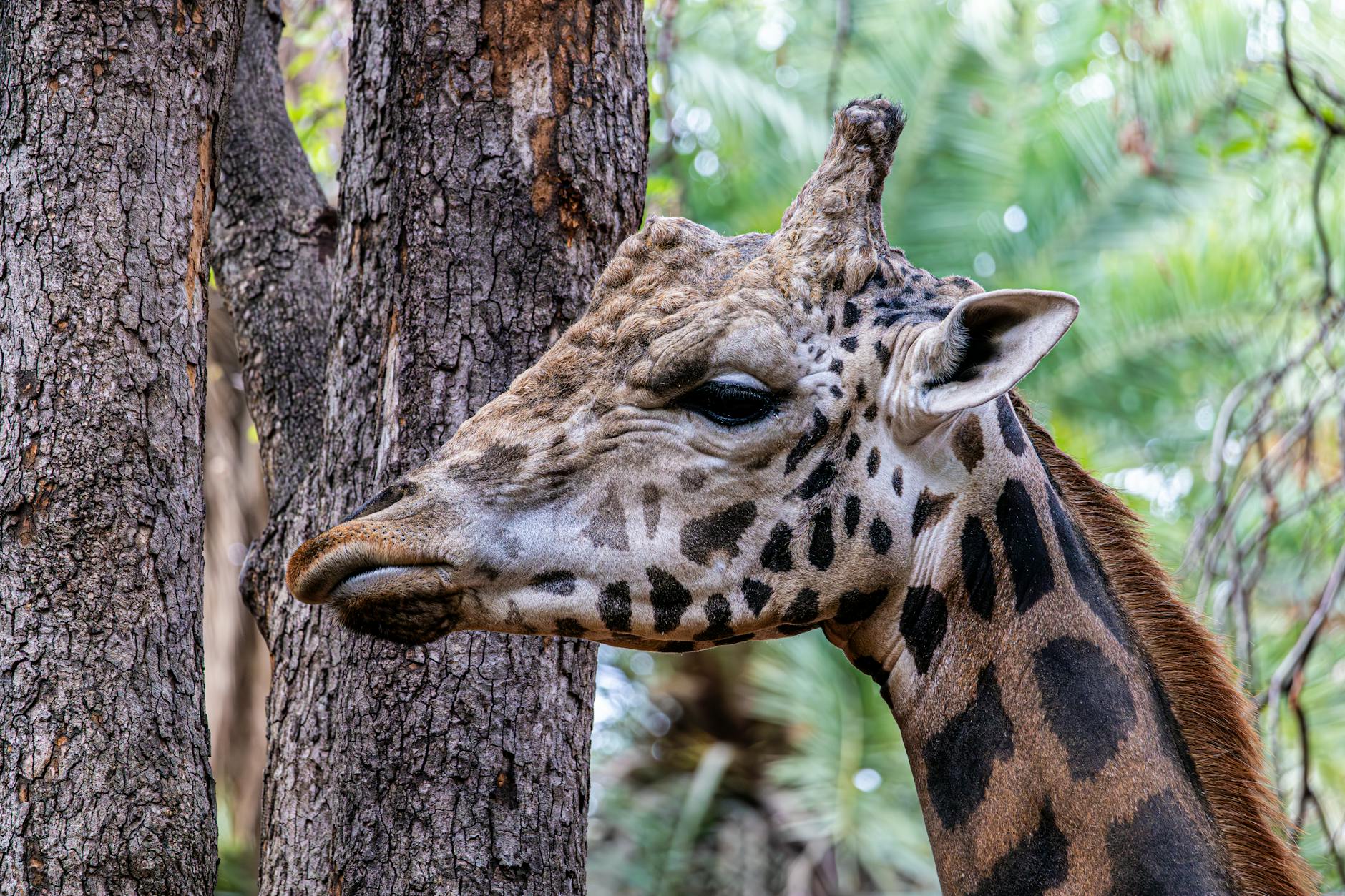 Animal kingdom kilimanjaro safari giraffe morning