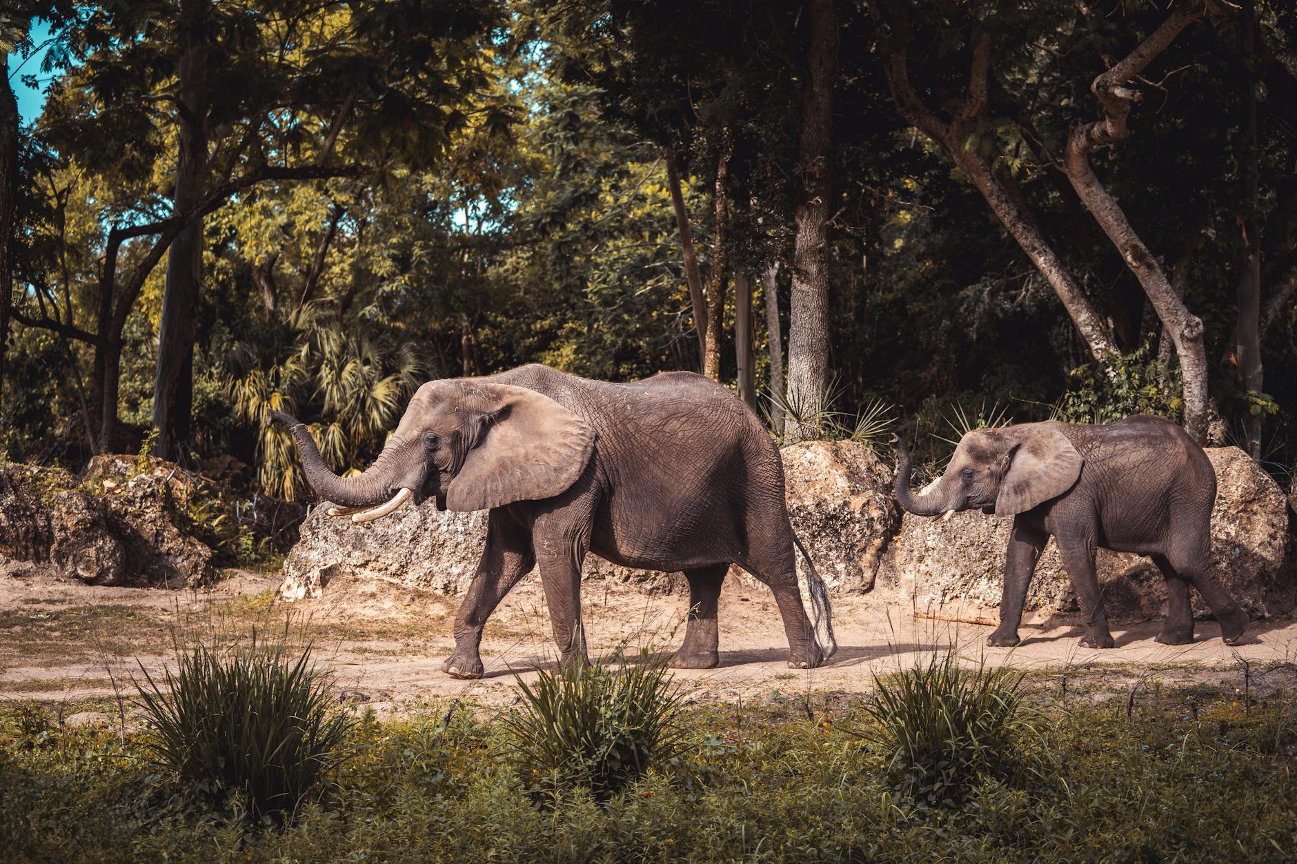 Animal Kingdom Complete Guide: Rides, Safari, Pandora & Tips (2026)