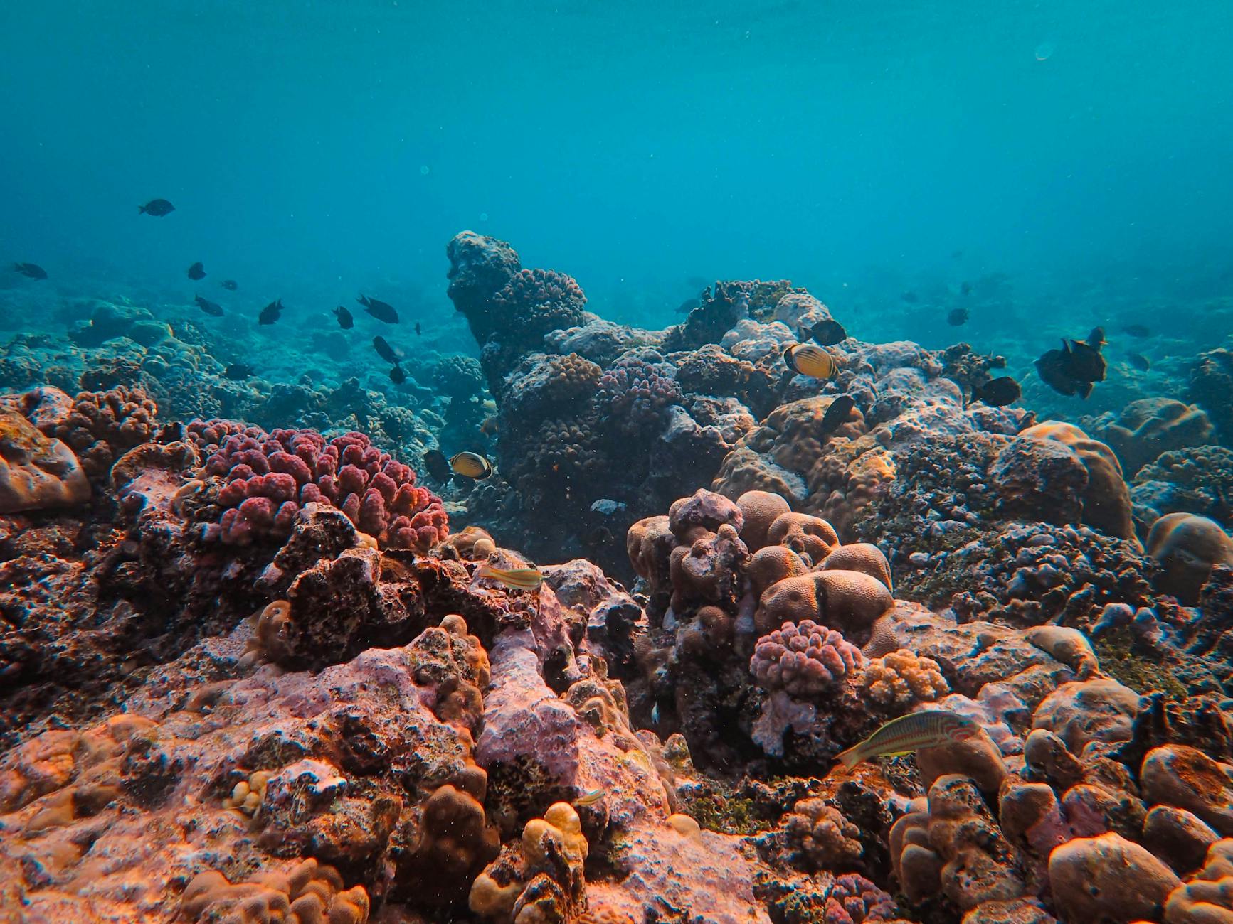 Snorkeler floating over a coral reef with tropical fish at the Grand Reef