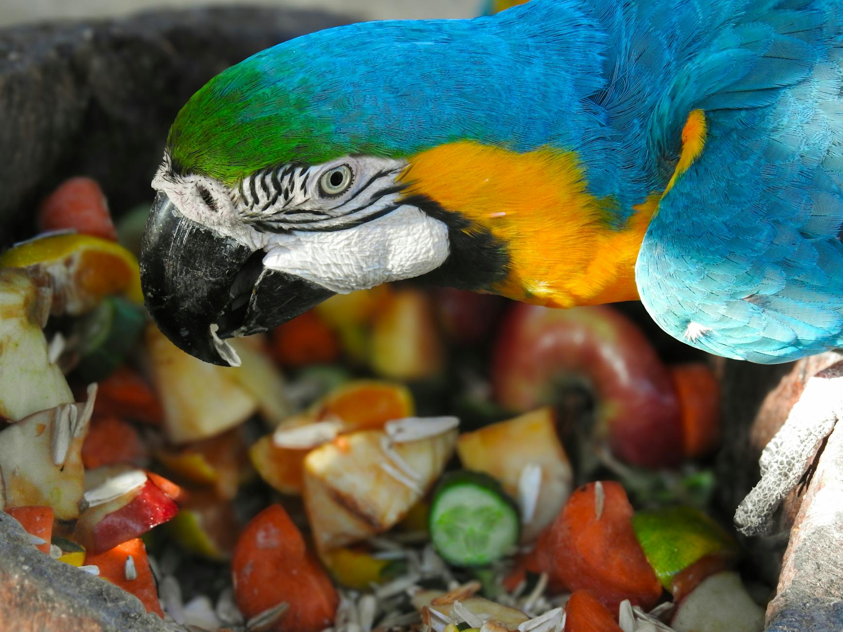 Guest hand-feeding colorful tropical birds in a free-flight aviary
