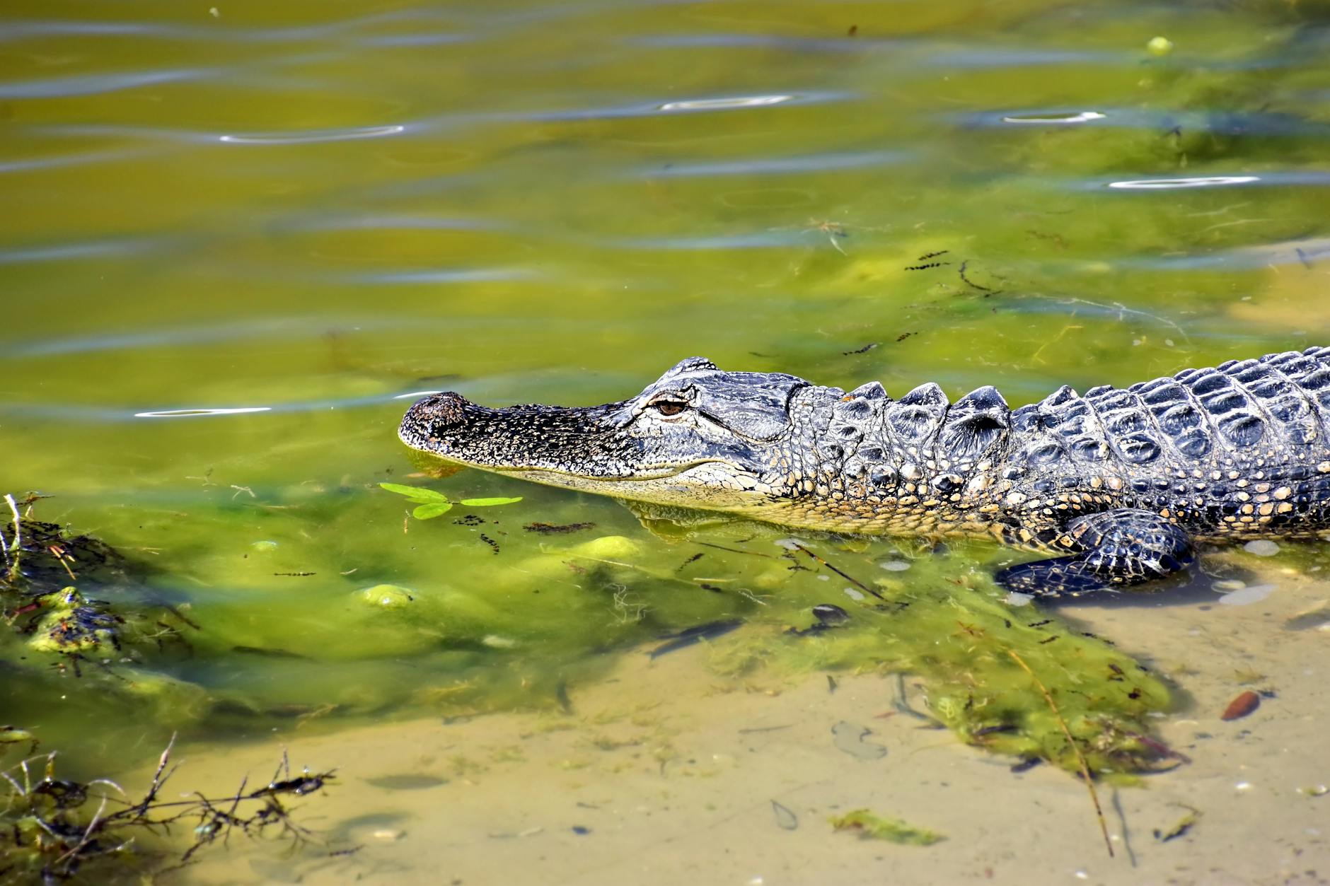 Large American alligator basking at Gatorland Orlando Florida