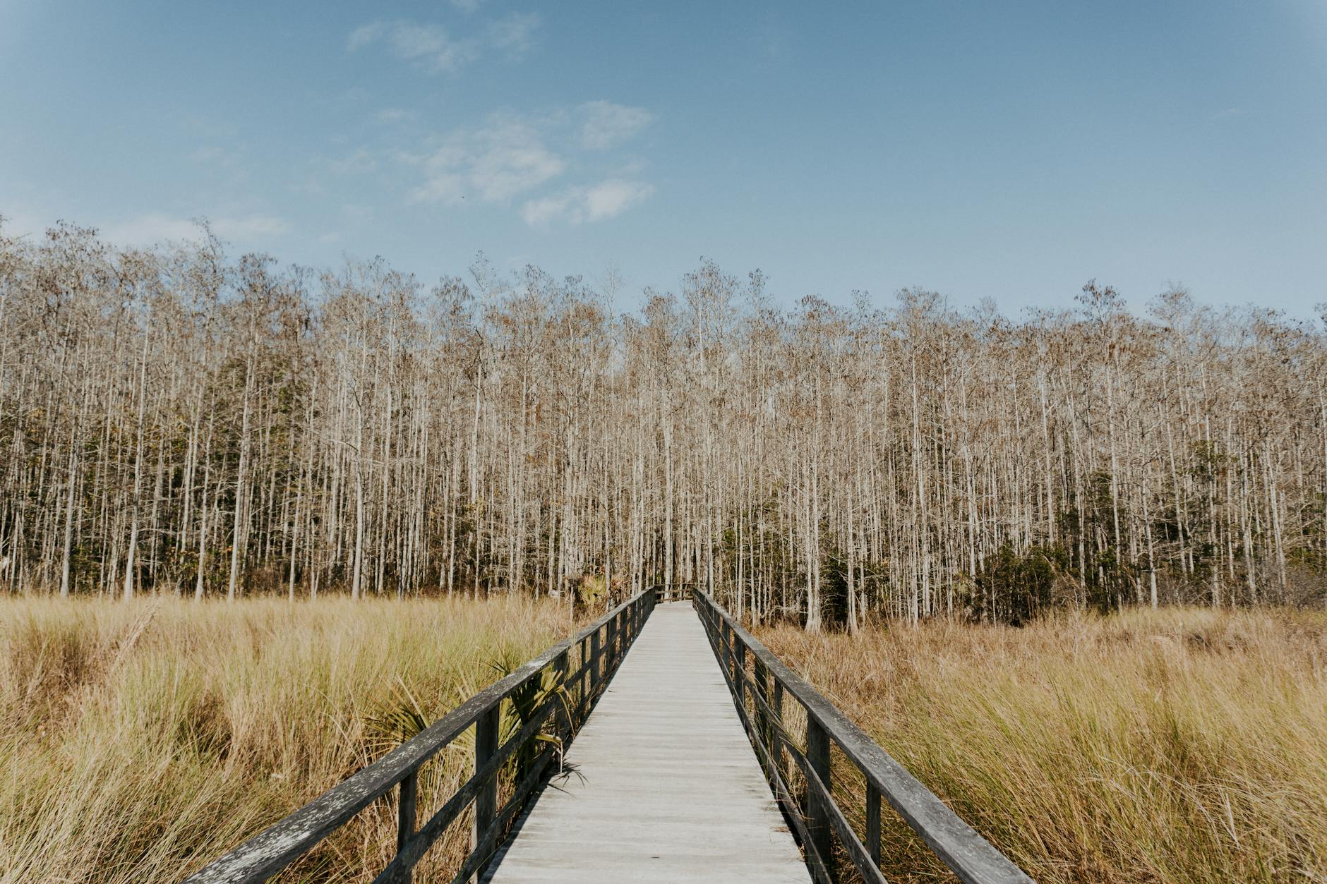 Wooden boardwalk over a cypress wetland at Gatorland Orlando