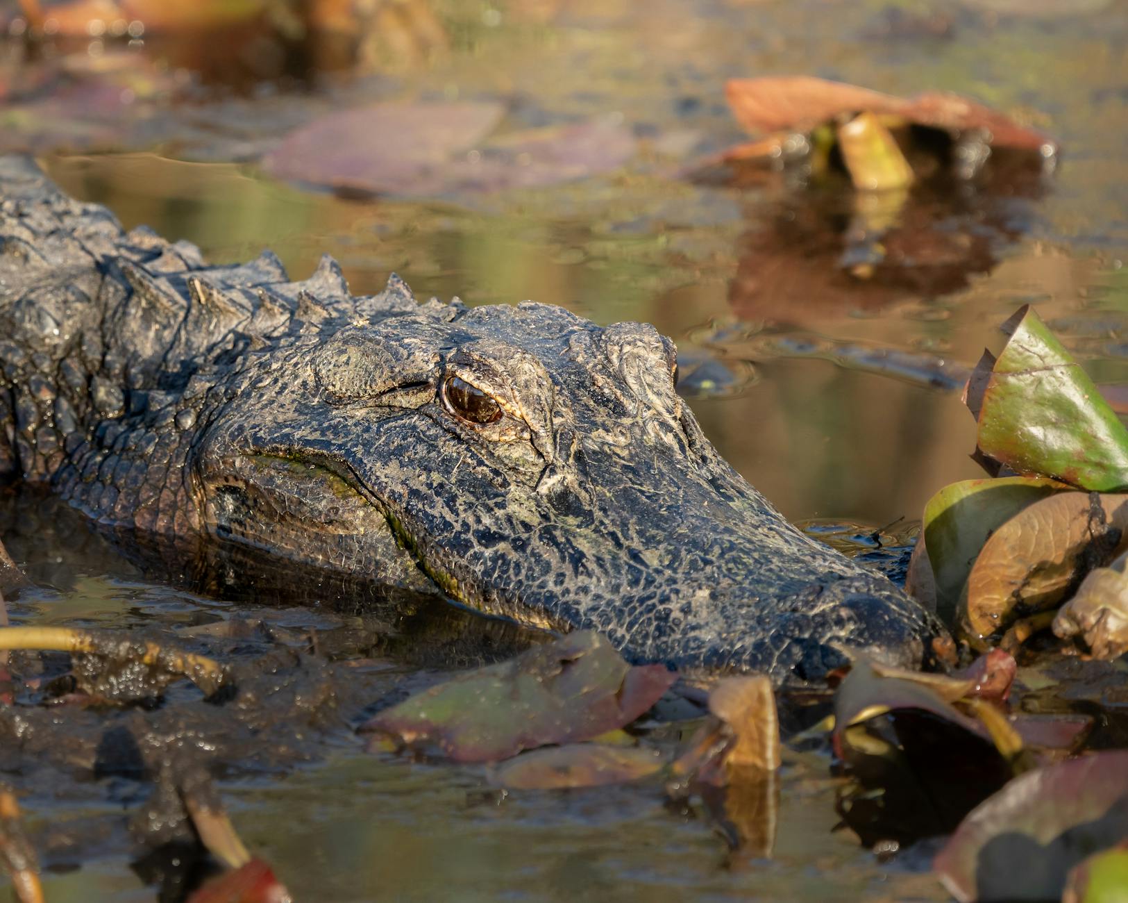 Wading bird beside alligators in a Florida swamp marsh at Gatorland