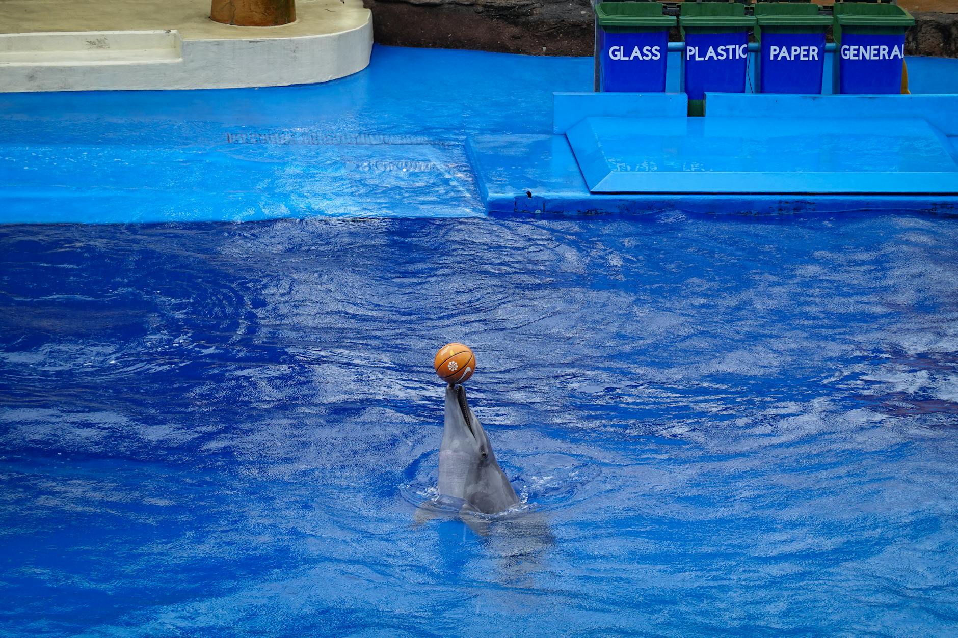 Visitors watching marine animals at a SeaWorld-style aquarium exhibit