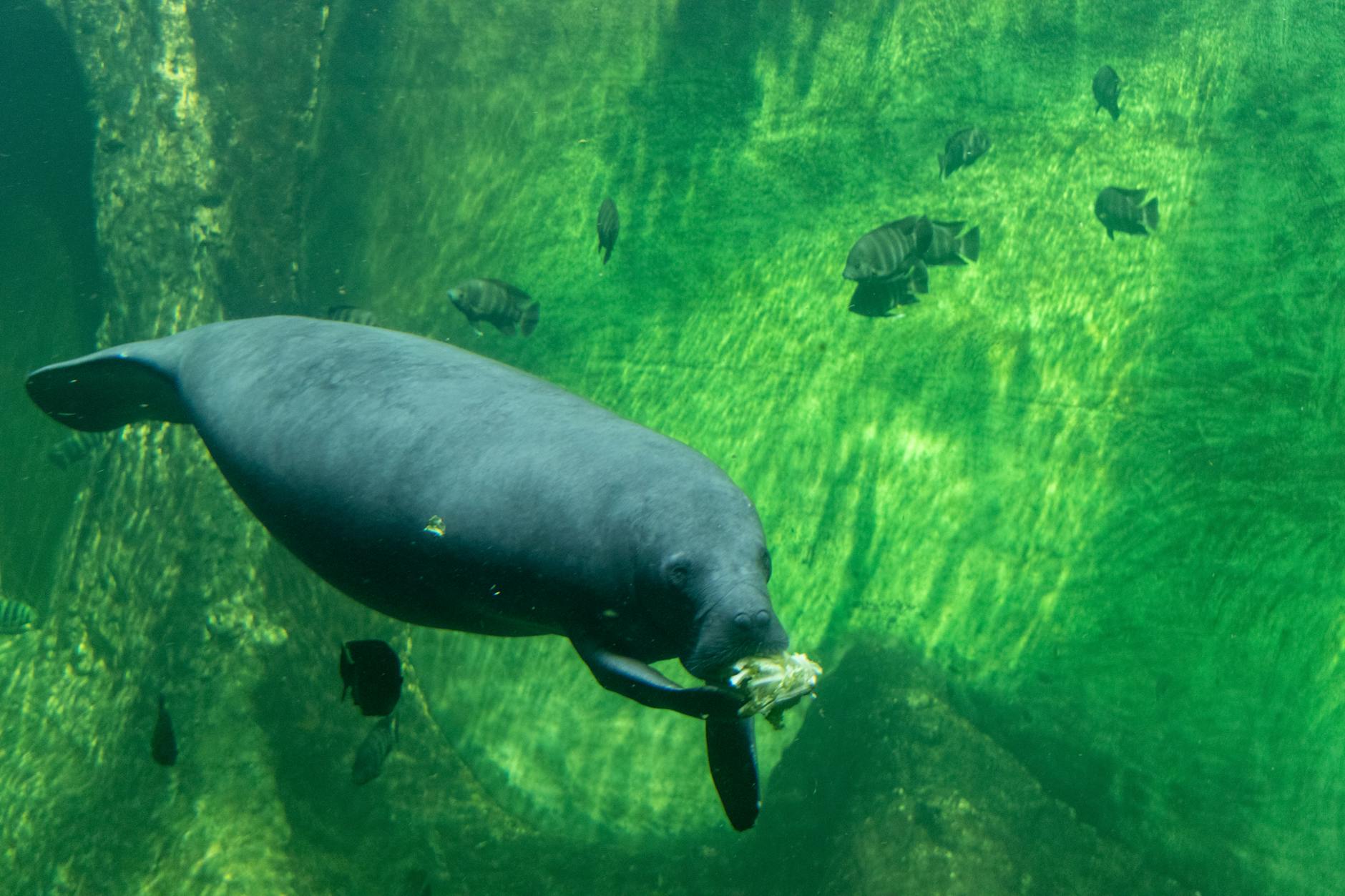 West Indian manatee swimming underwater in a clear Florida spring during winter manatee season