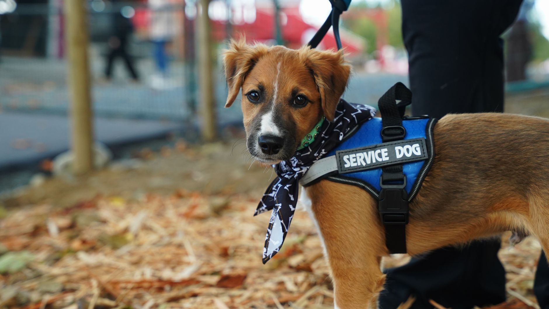 A service dog accompanying its handler at a theme park