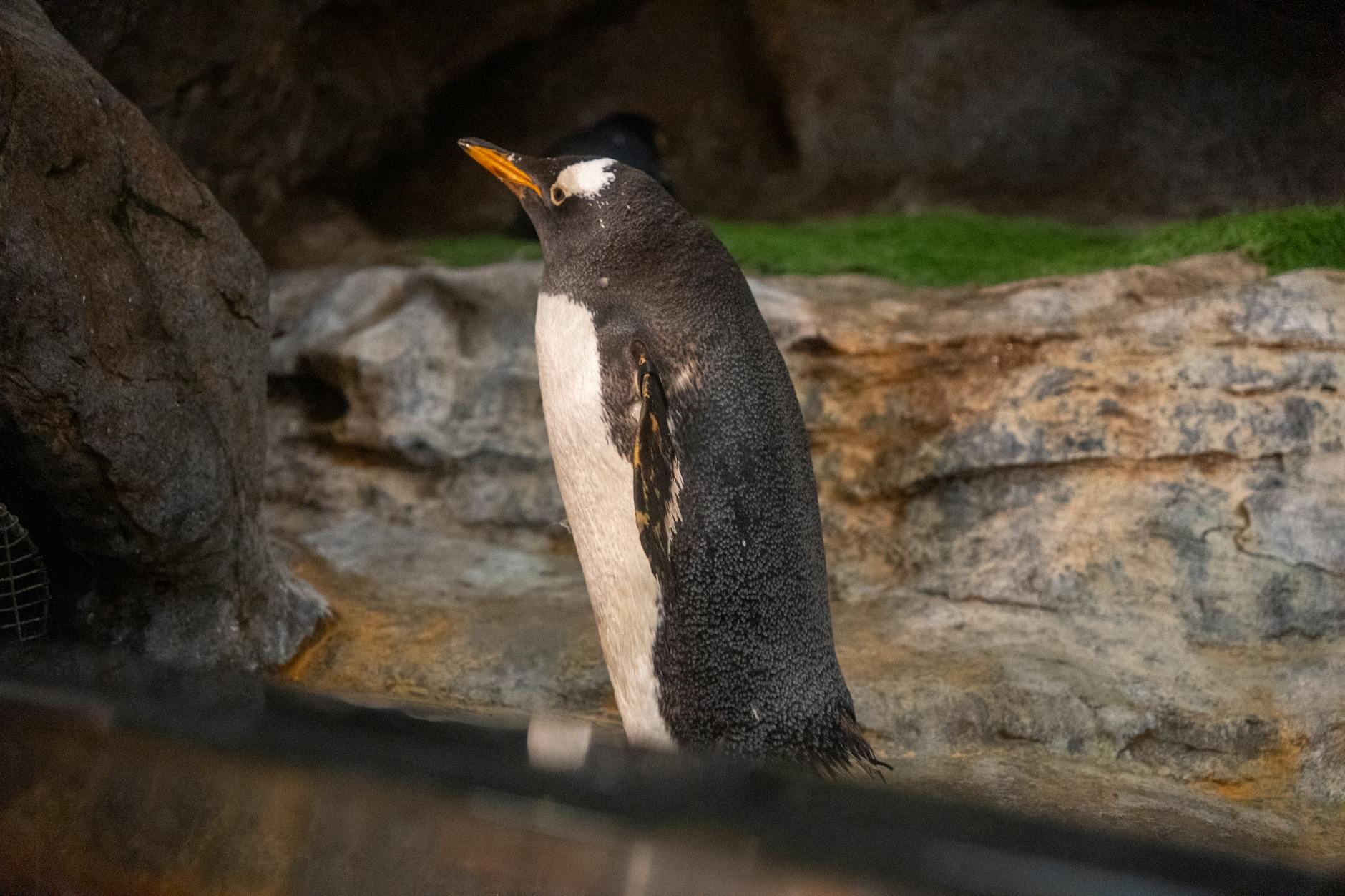 Penguins gathered in the chilled Antarctica habitat at SeaWorld Orlando