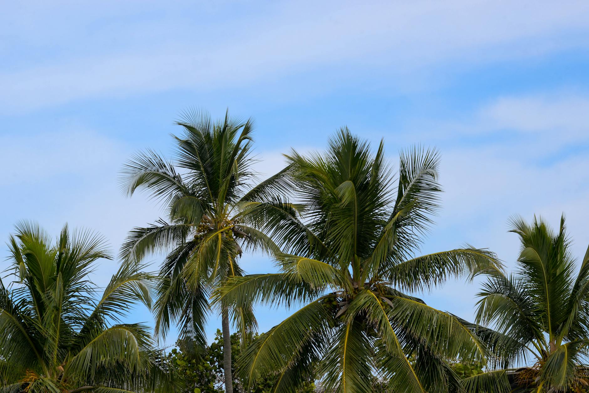 Sunny but cool florida winter palm trees
