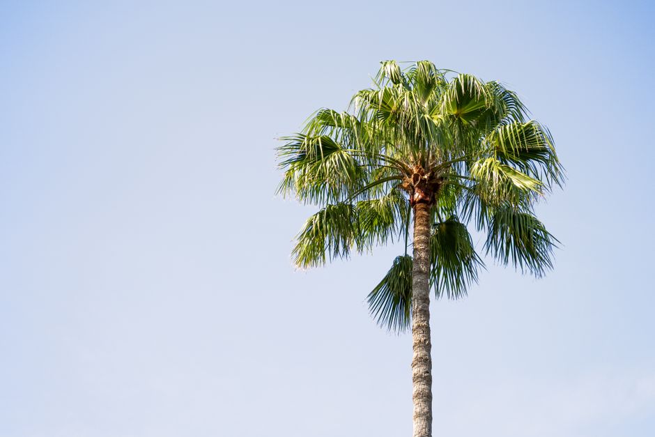 Orlando palm trees sky (Visiting Orlando Theme Parks in January & February)