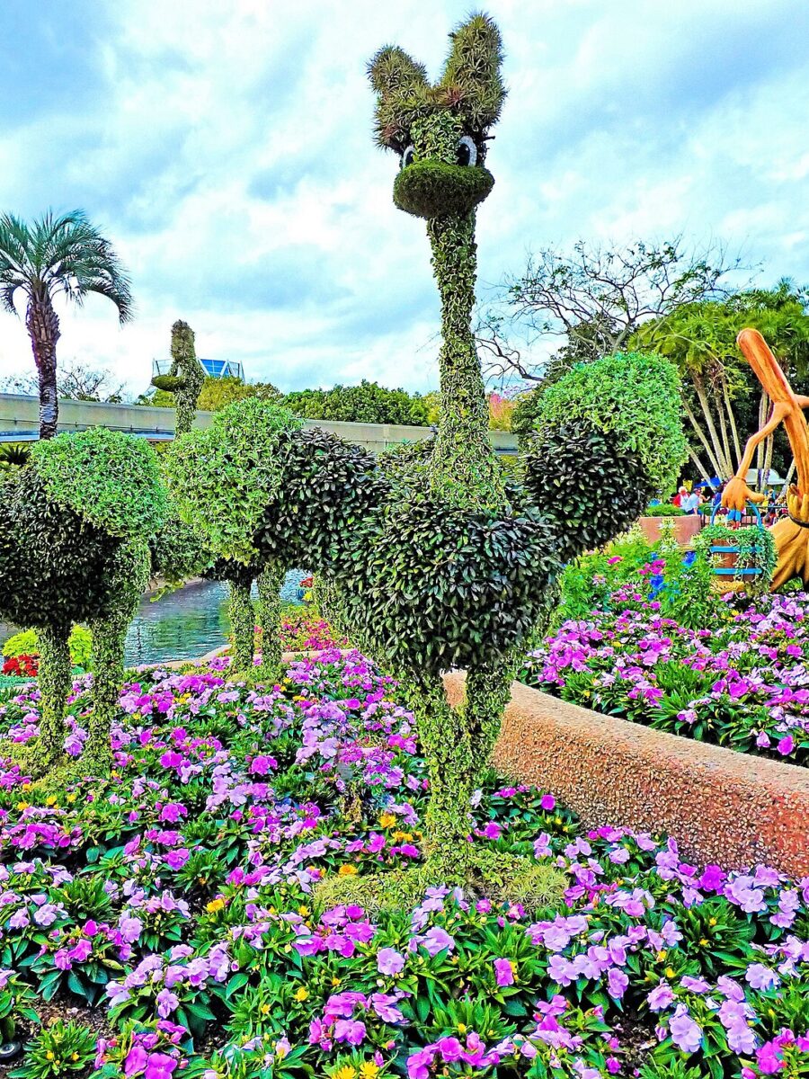 Fantasia ostrich topiaries surrounded by purple flower beds at the EPCOT Flower and Garden Festival